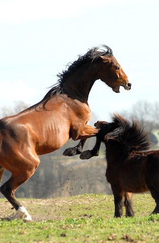 Pferdeunfall Anwalt für Pferderecht Ackenheil Anwaltskanzlei Tierrecht